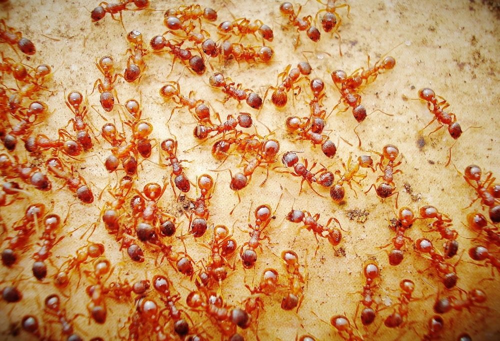 ants organised chaos 2.jpg