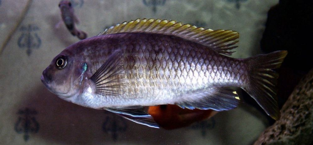 cynotilapia-mbamba-female
