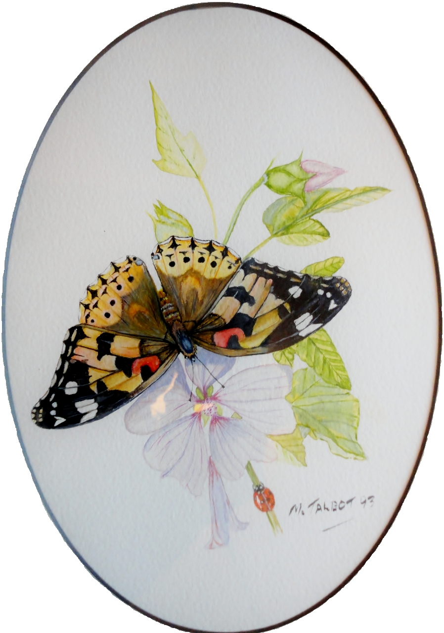 My Art  - Painted lady.png